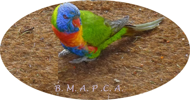 Blue Mountains Association for the Protection and Care of Animals